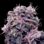 Cannabis seed variety Auto Blueberry Silver regular
